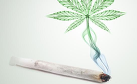 Fakten zu Cannabis Fakten zu Cannabis